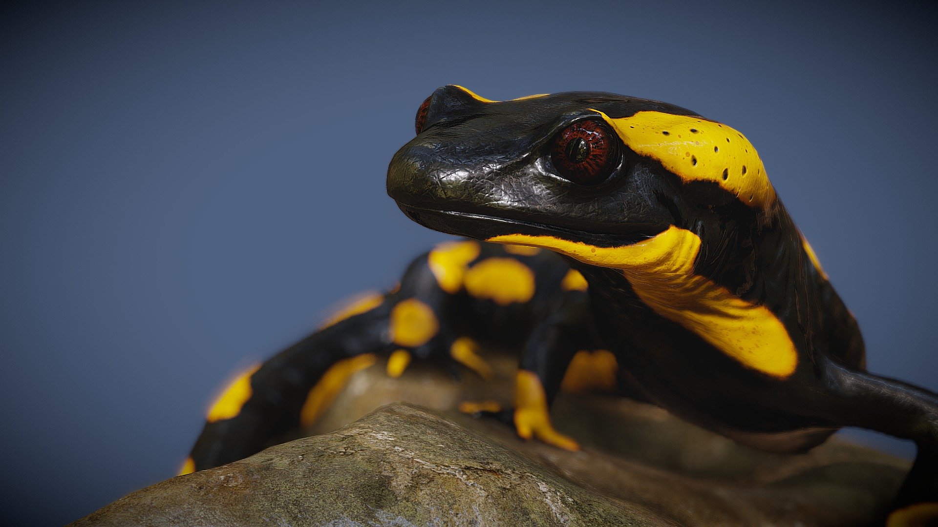 Salamander 3d model