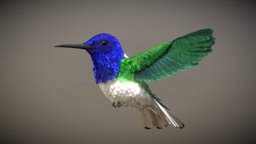 White Necked Jacobin ♂ ( Hummingbird )