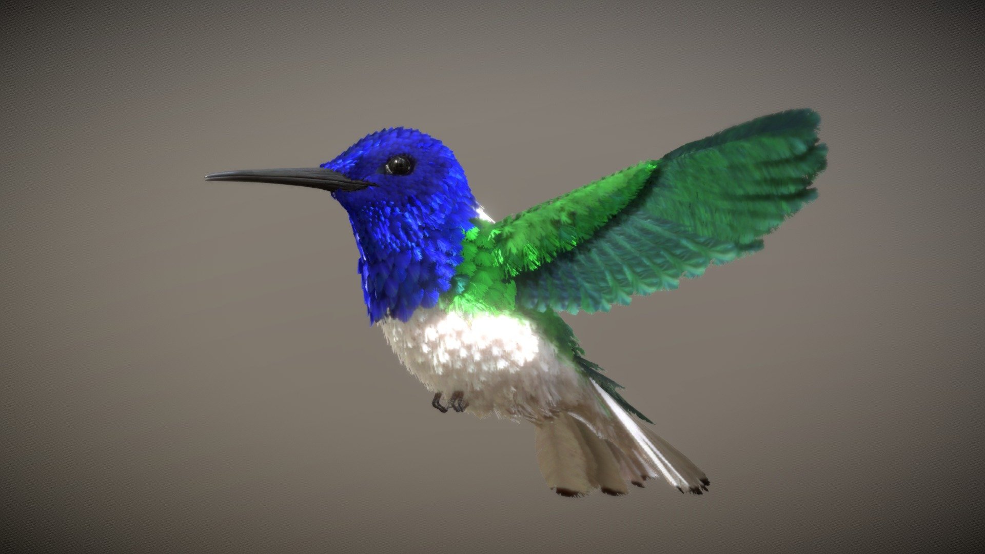 White Necked Jacobin ♂ ( Hummingbird ) 3d model