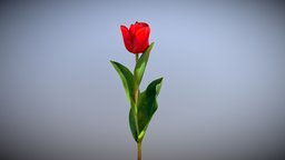 Red Tulip