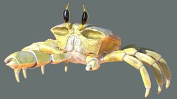 Ghost Crab