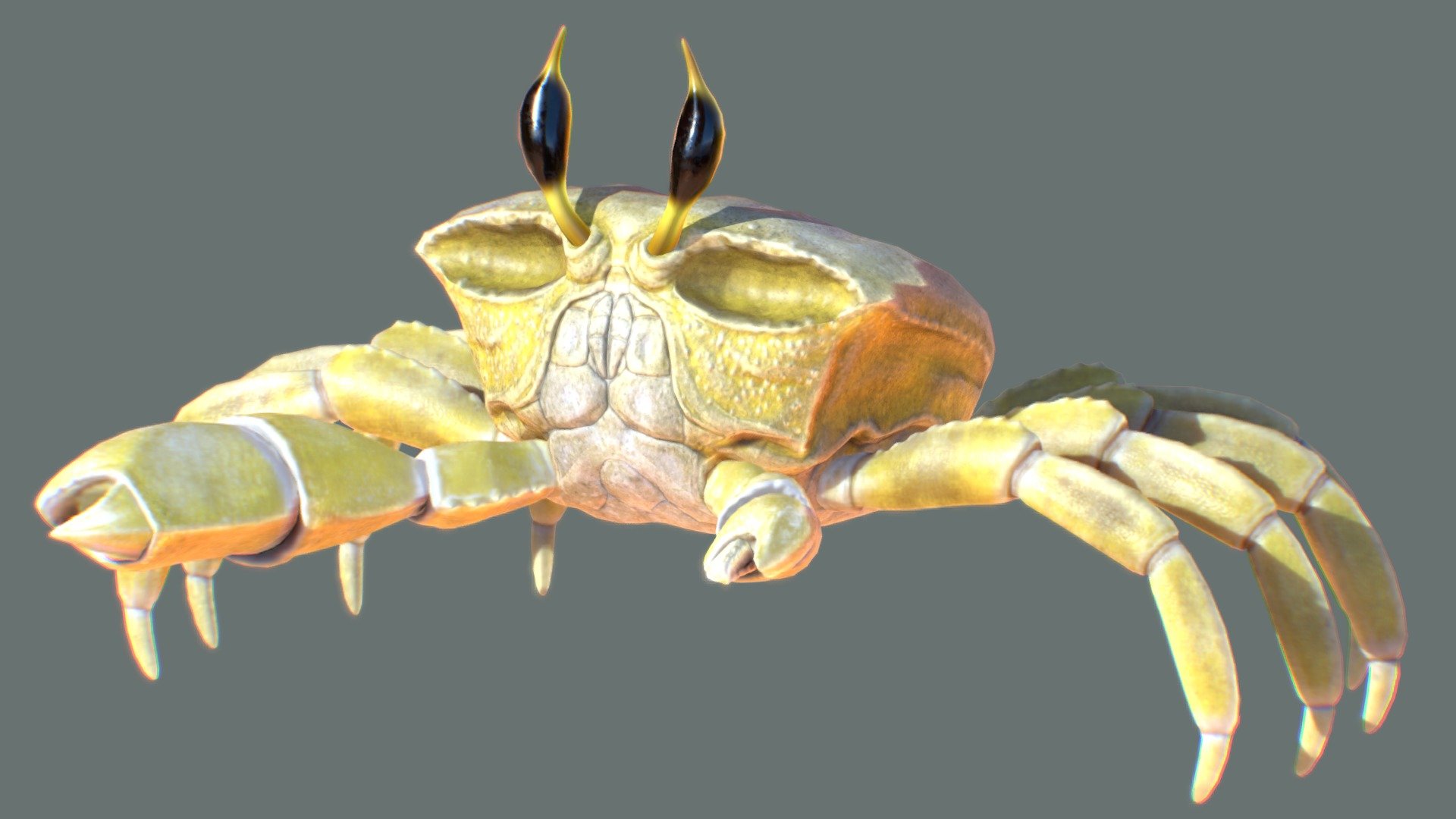 Ghost Crab 3d model