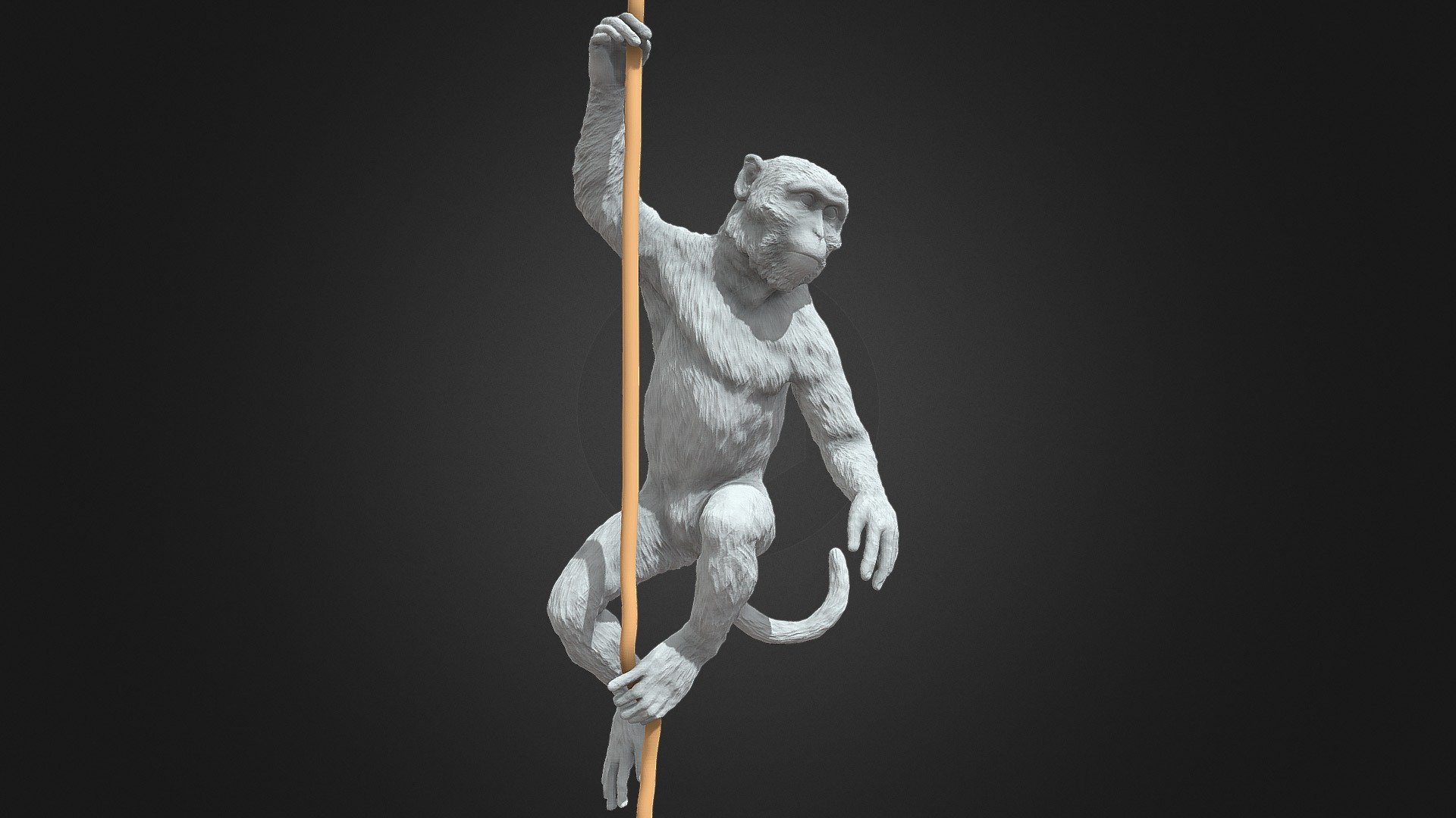 Long Tailed Macaque 3d model