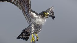 Peregrine Falcon