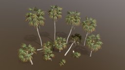 Key Thatch Palm Pack