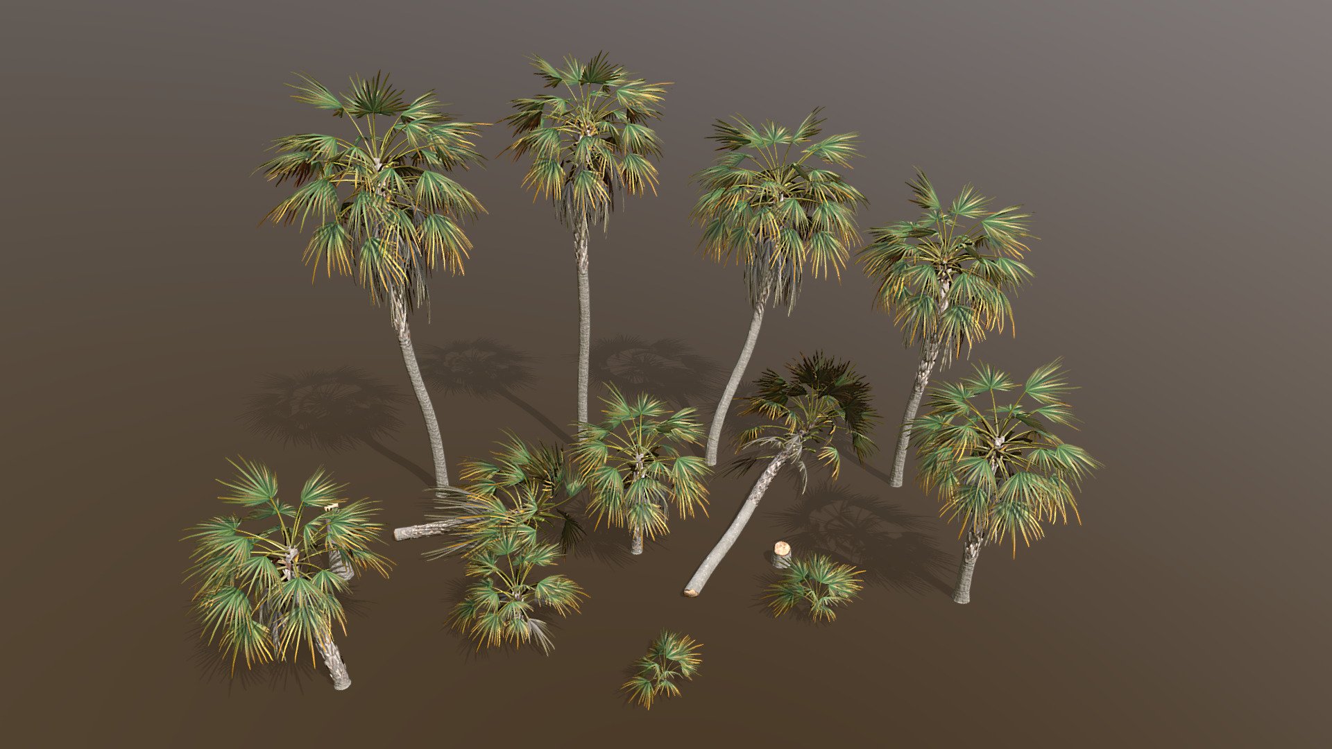 Key Thatch Palm Pack 3d model