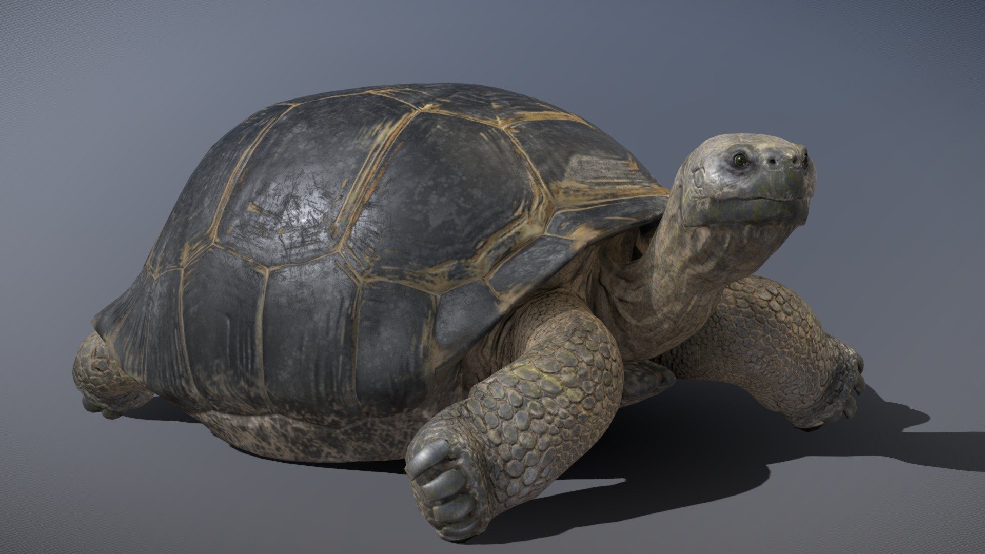 Galápagos Giant Tortoise 3d model