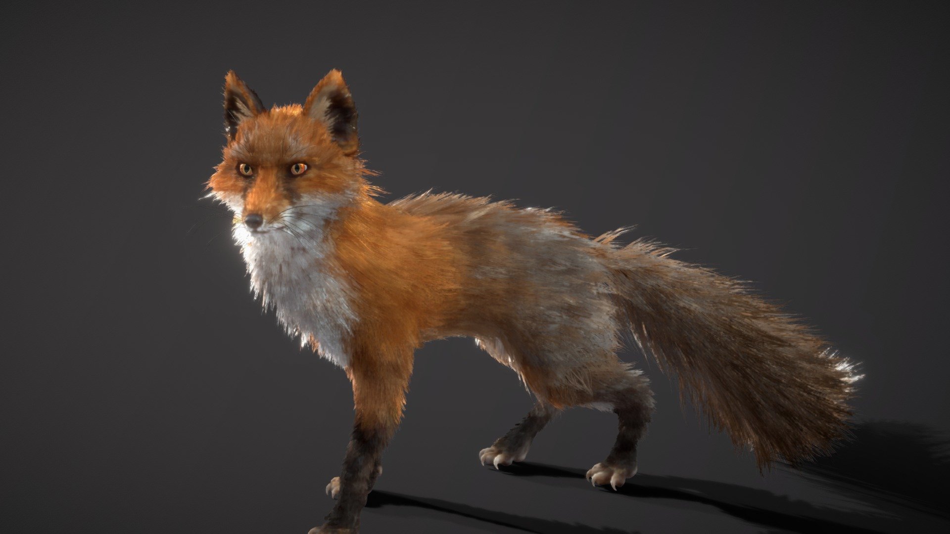 Red Fox 3d model