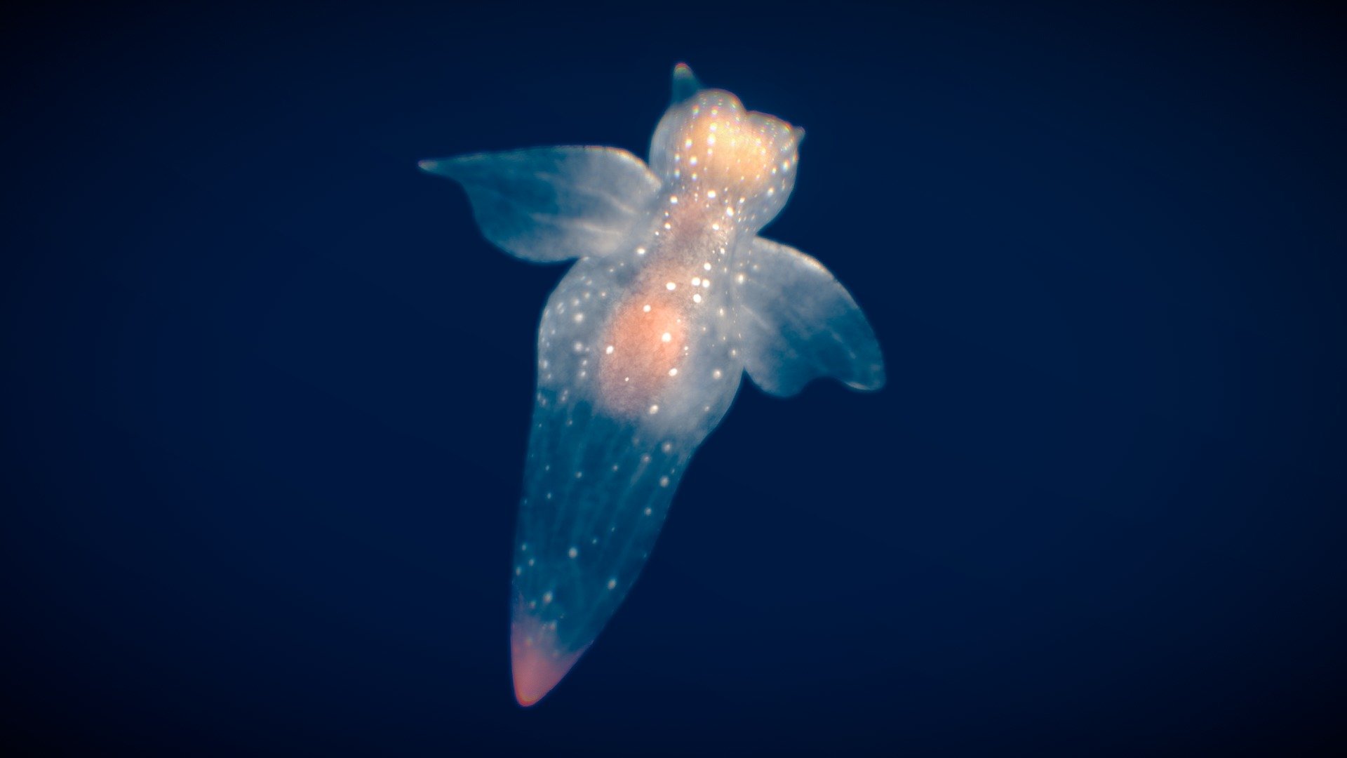 Sea Angel 3d model