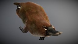 Platypus ♂