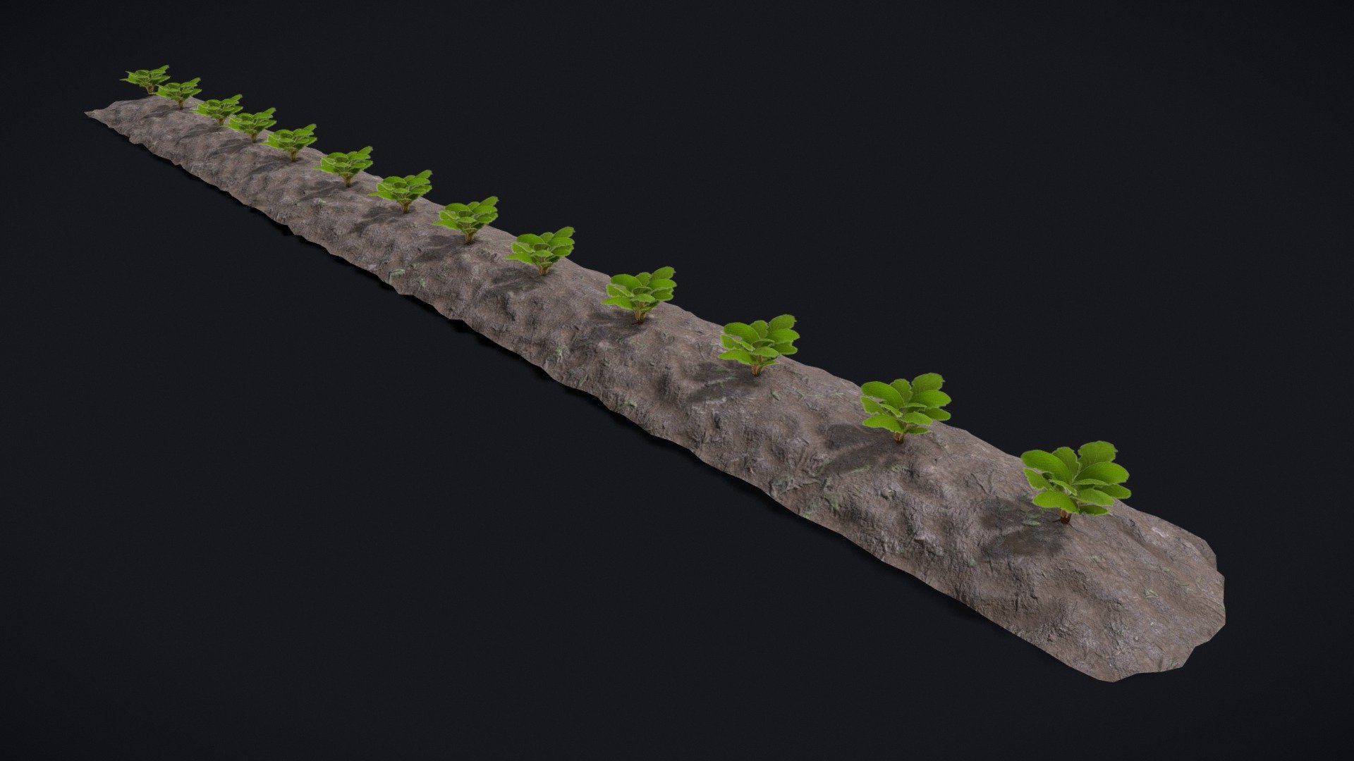 Farmers Crop Row Lettuce 3d model