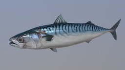 Mackerel