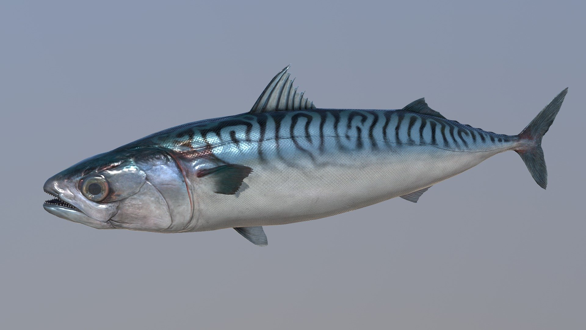 Mackerel 3d model