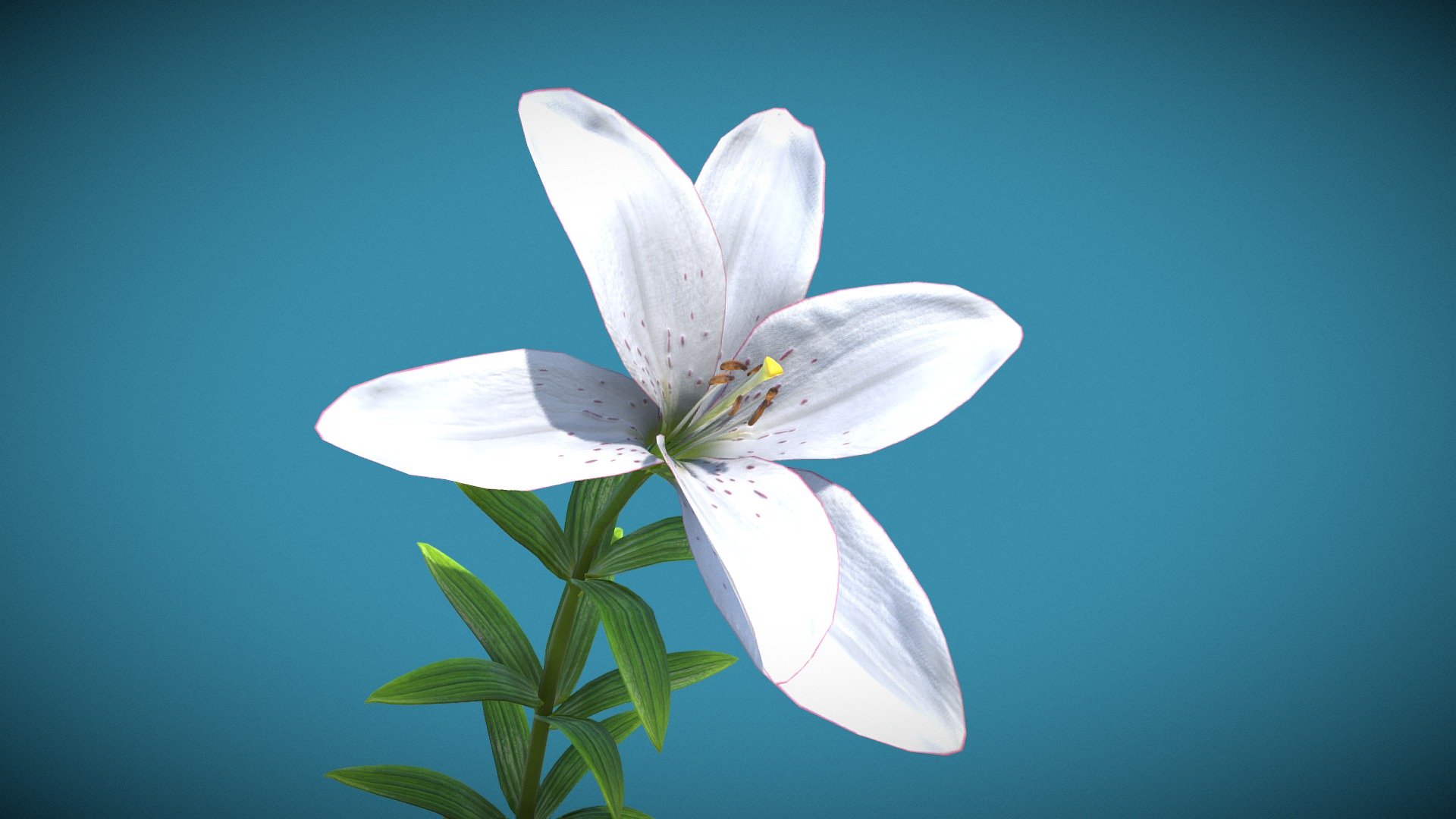 Animated blooming Lily 3d model