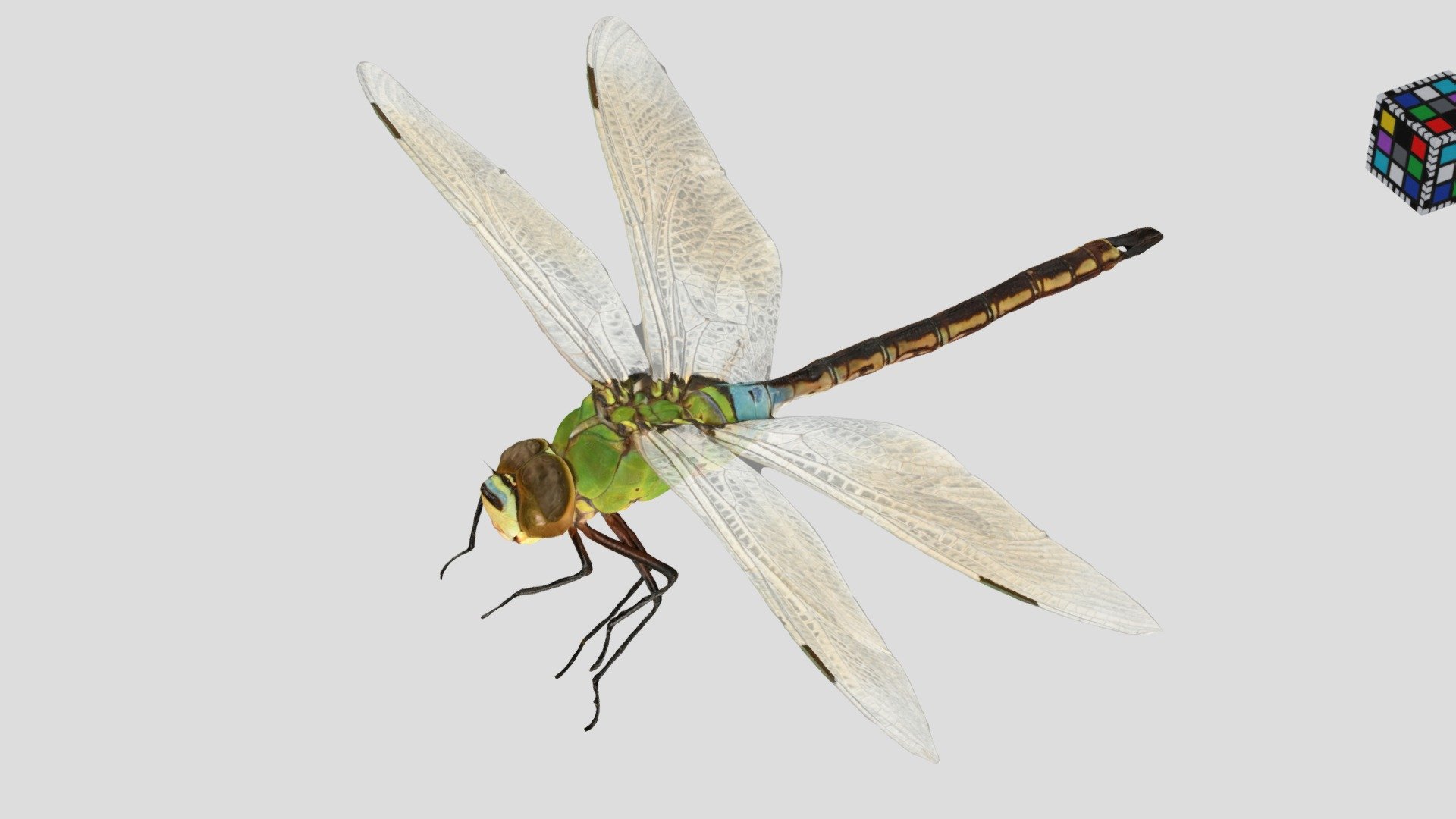 ギンヤンマ ♂ Lesser Emperor, Anax parthenope julius 3d model