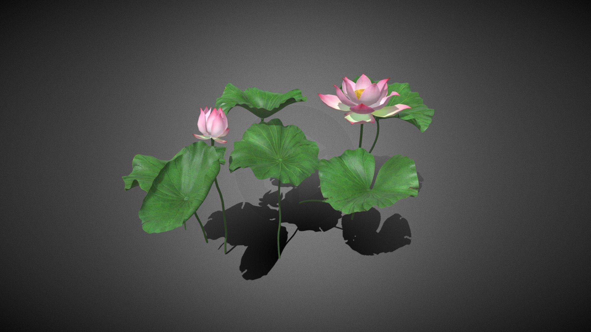 Lotus 3d model