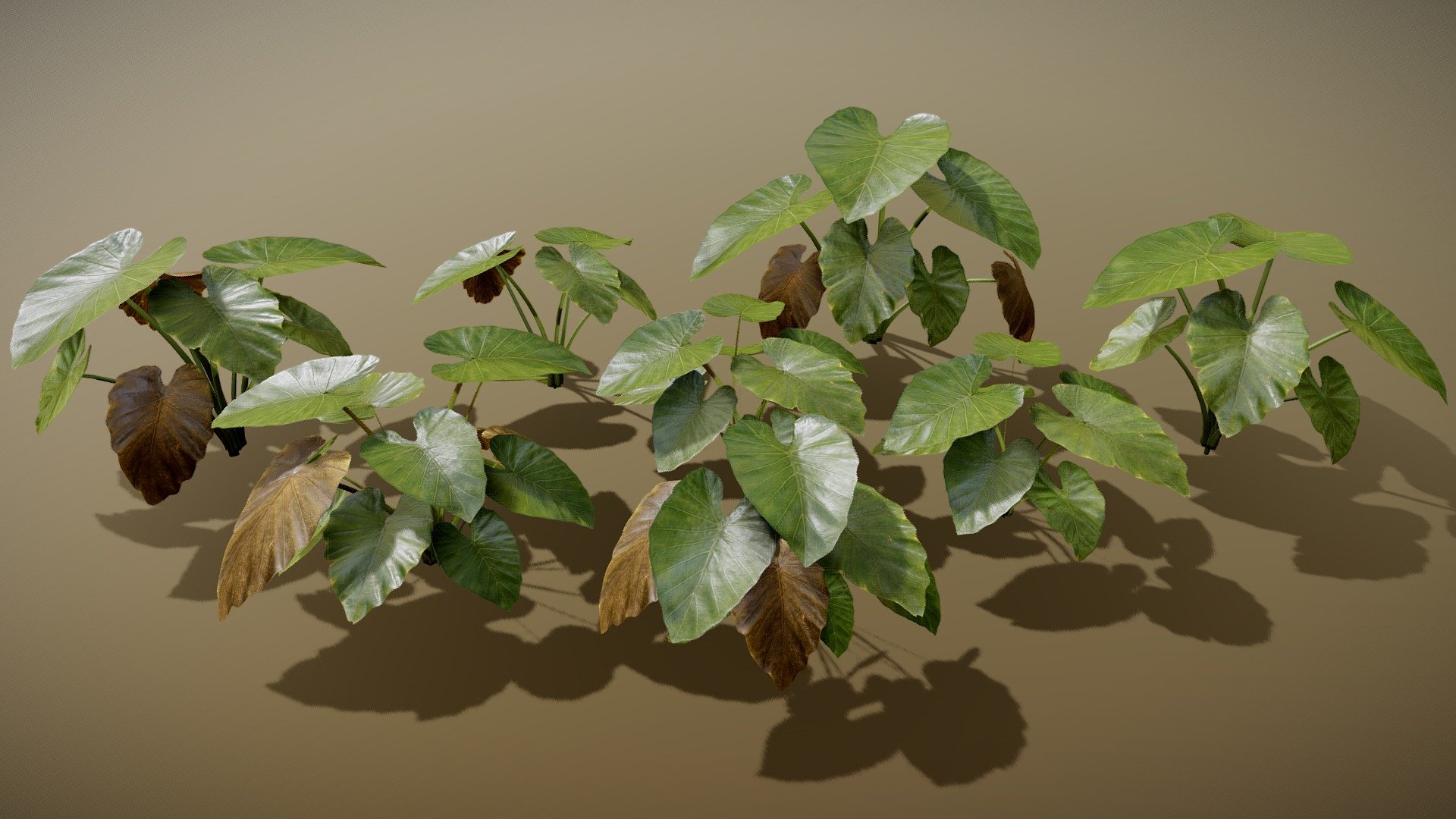 Elephant Ear 3d model