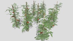 Tomato Plantation