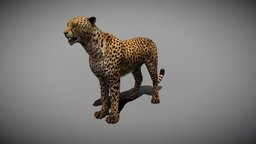 CHEETAH ANIMATED