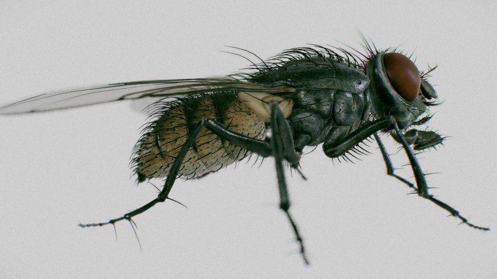 housefly ( Musca Domestica ) 3d model