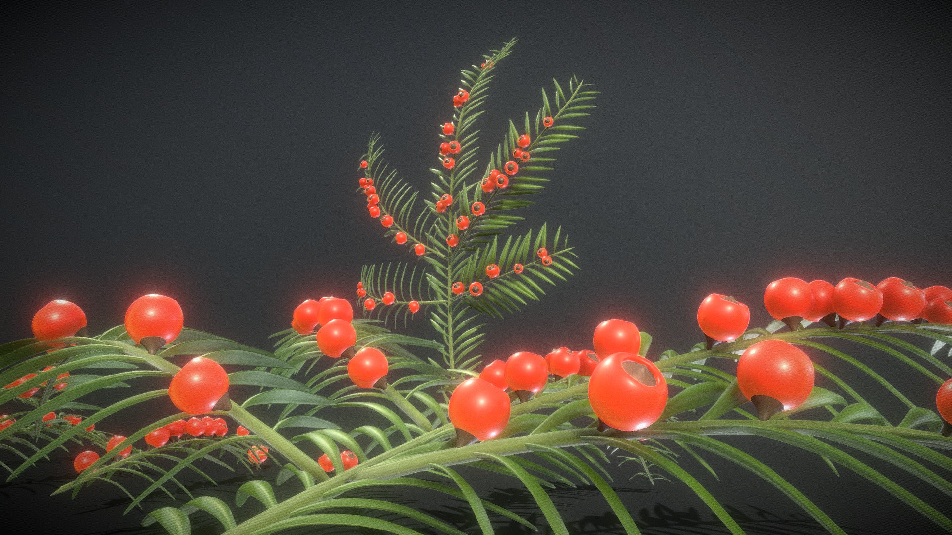 Yew Taxus Baccata Branch (High-Poly) 3d model