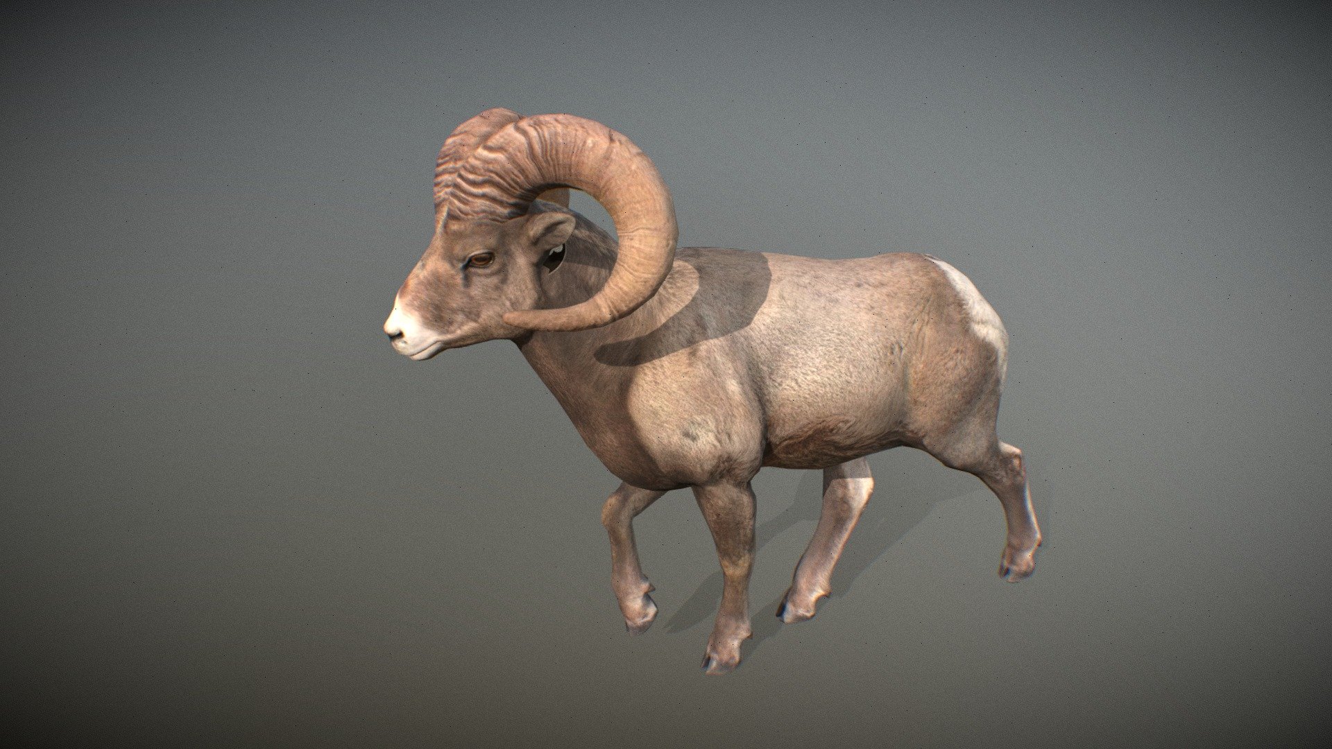 Animalia 3d model