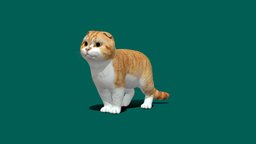 Orange Scottish Fold Cat