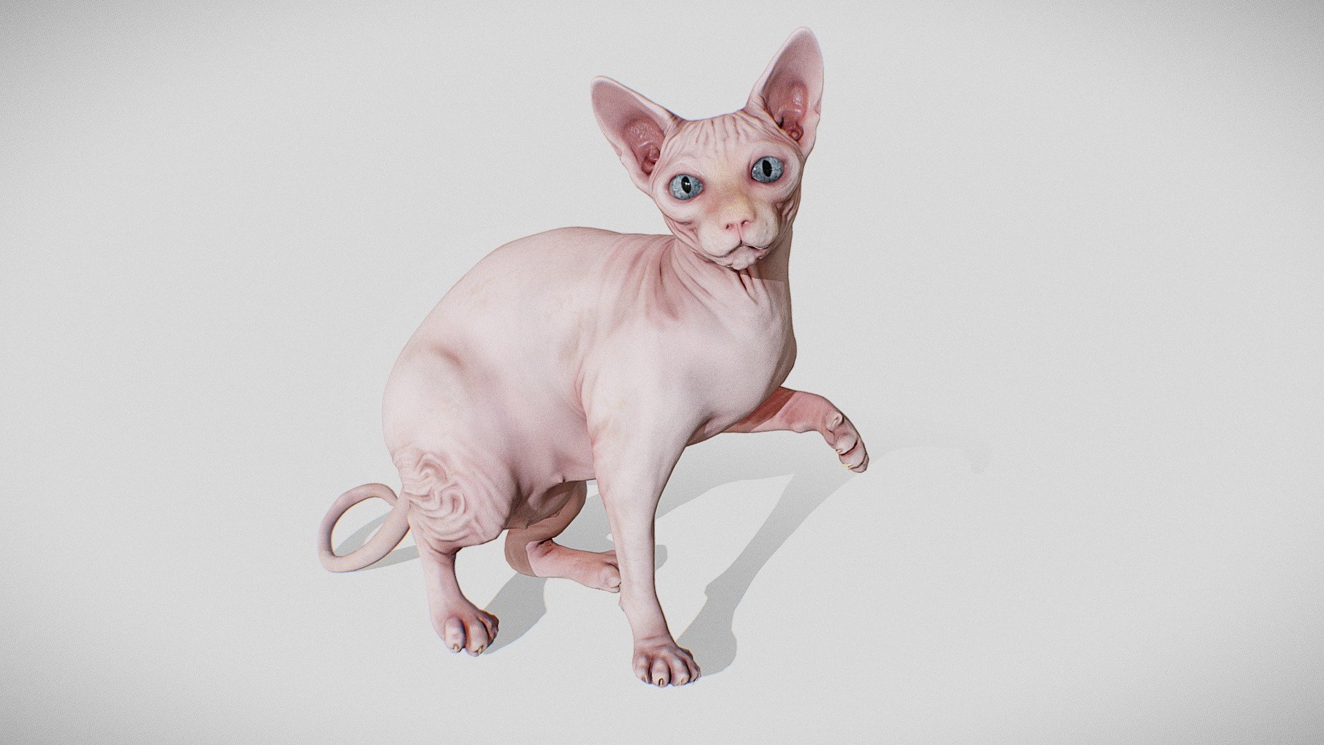 Sphynx 3d model