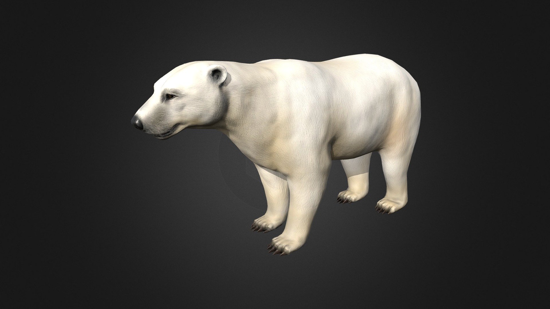 Polar Bear 3d model