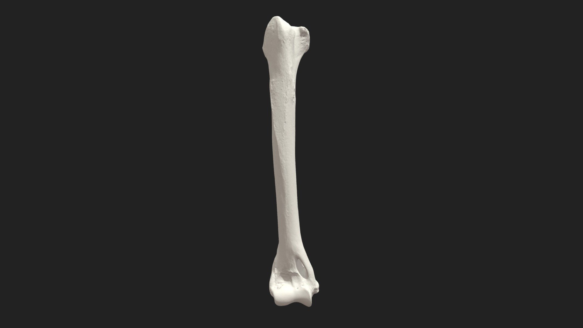 brachial bone (humerus) cat 3d model