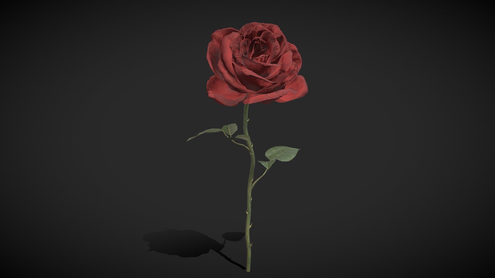 Red Rose 3d model