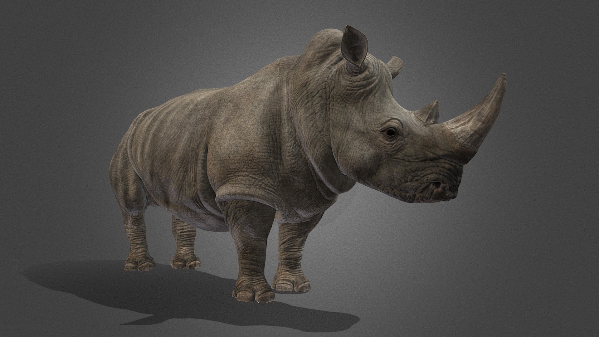 Rhino 3d model