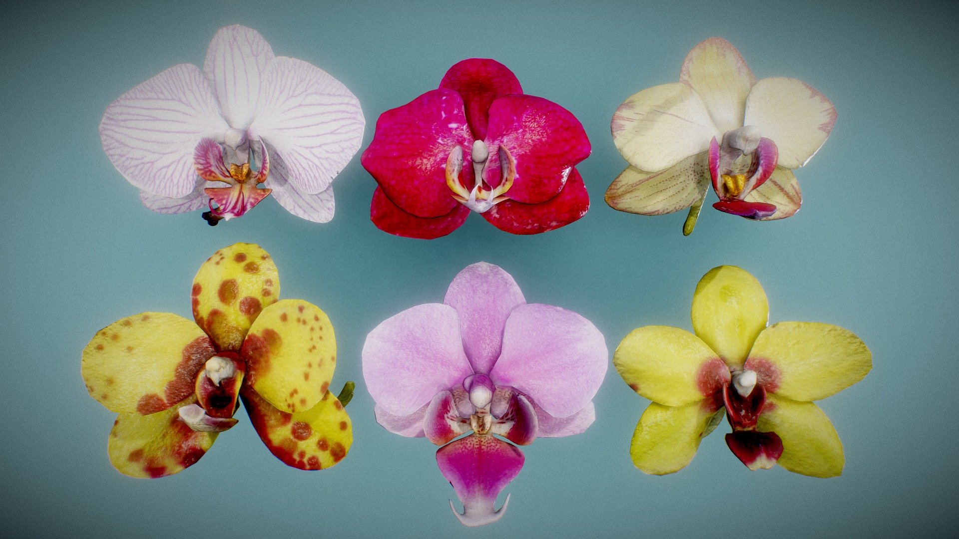 6 Orchids 3d model