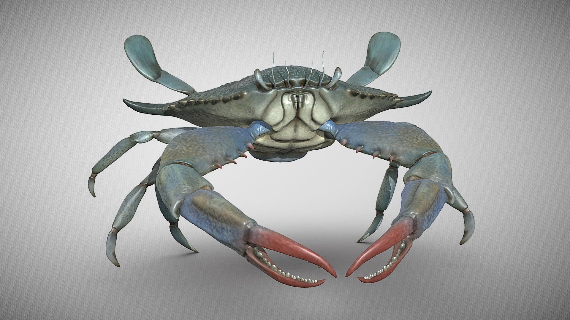 Blue crab 3d model