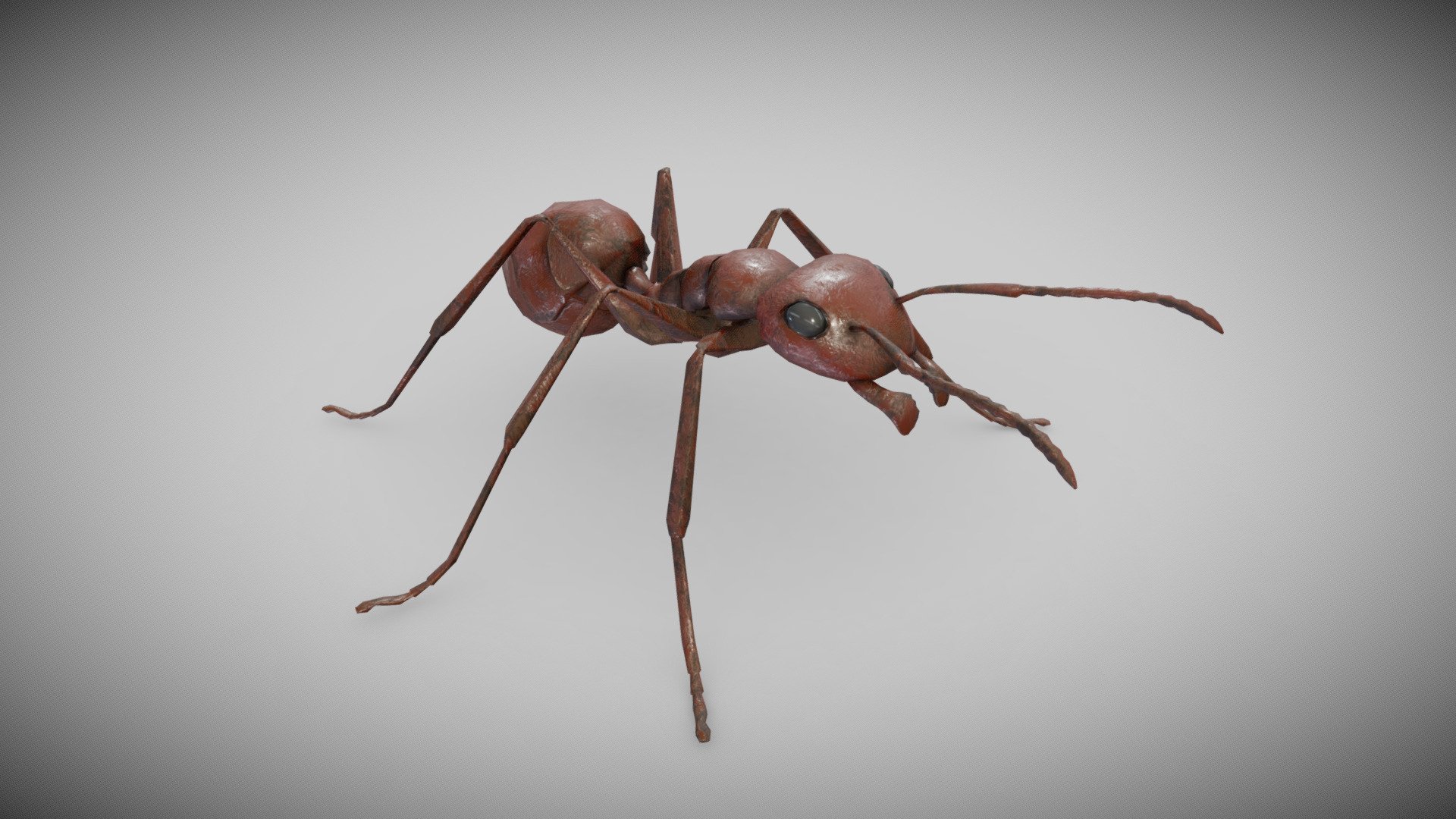 Ant 3d model