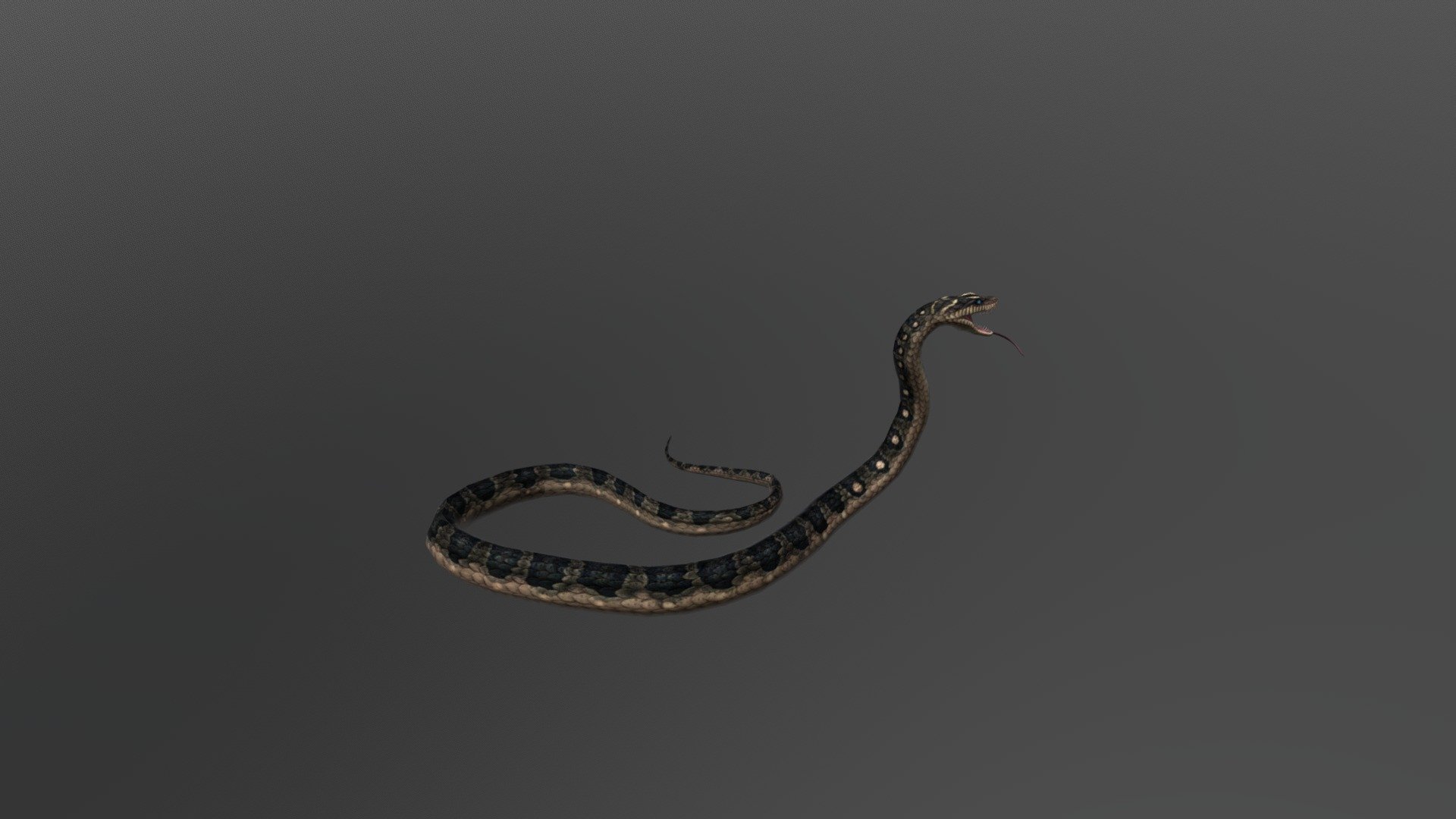 Snake 3d model