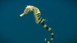 Tiger Tail Seahorse ♀