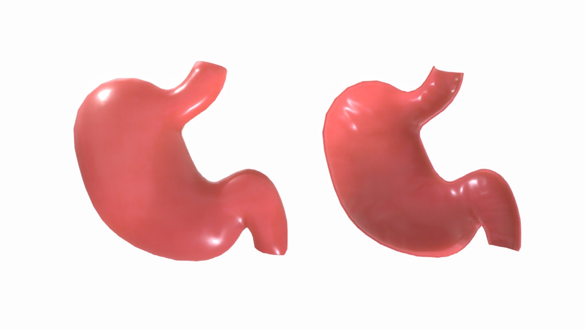 Stomach 3d model