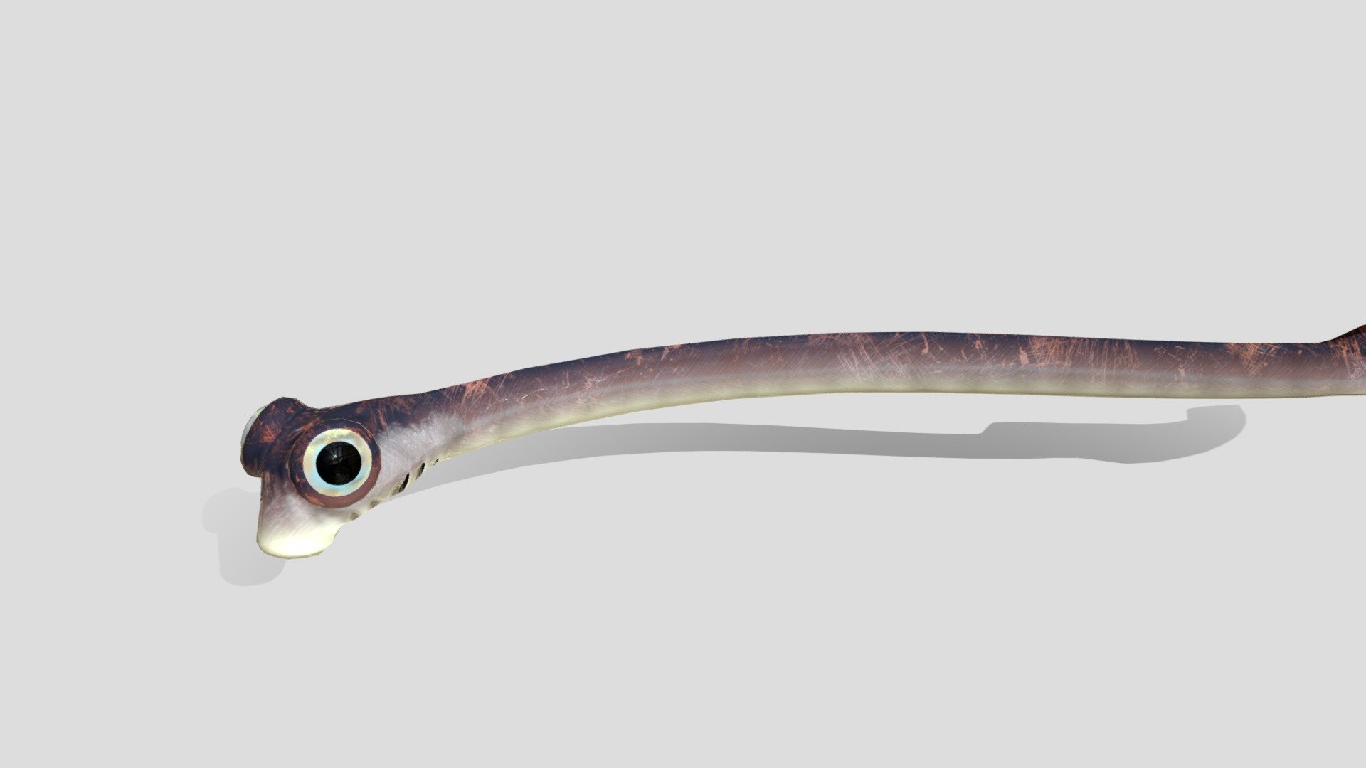 Conodont Clydagnathus 3d model