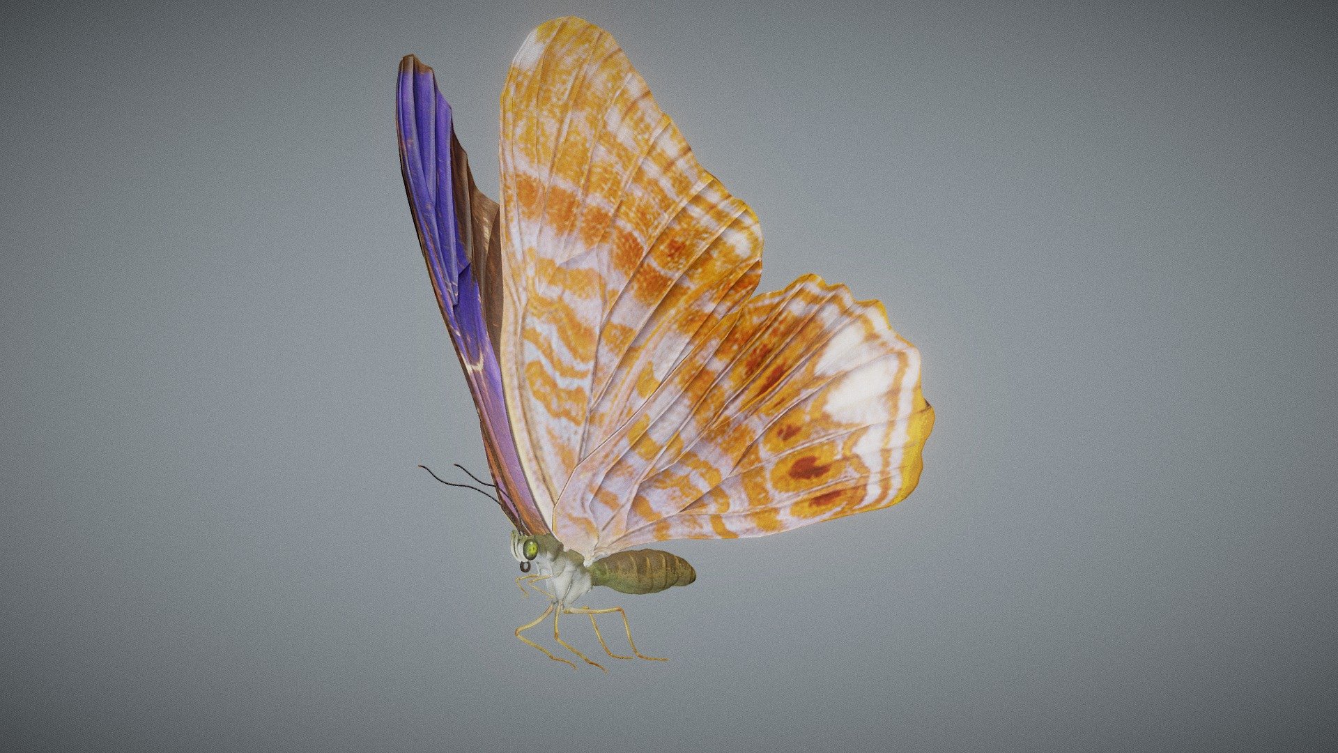 Butterfly Terinos Terpander 3d model