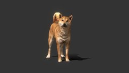 Shiba Inu