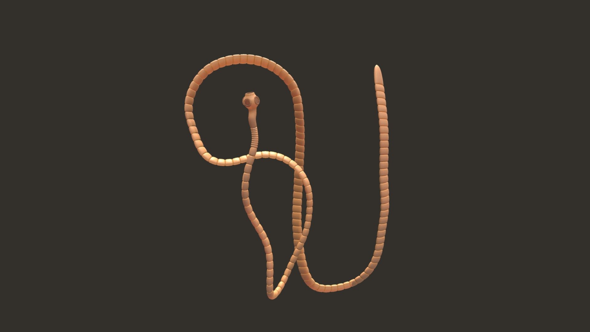 TapeWorm 3d model