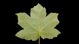 Maple Leaf