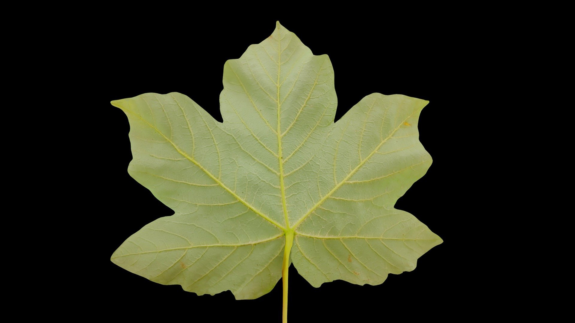 Maple Leaf 3d model