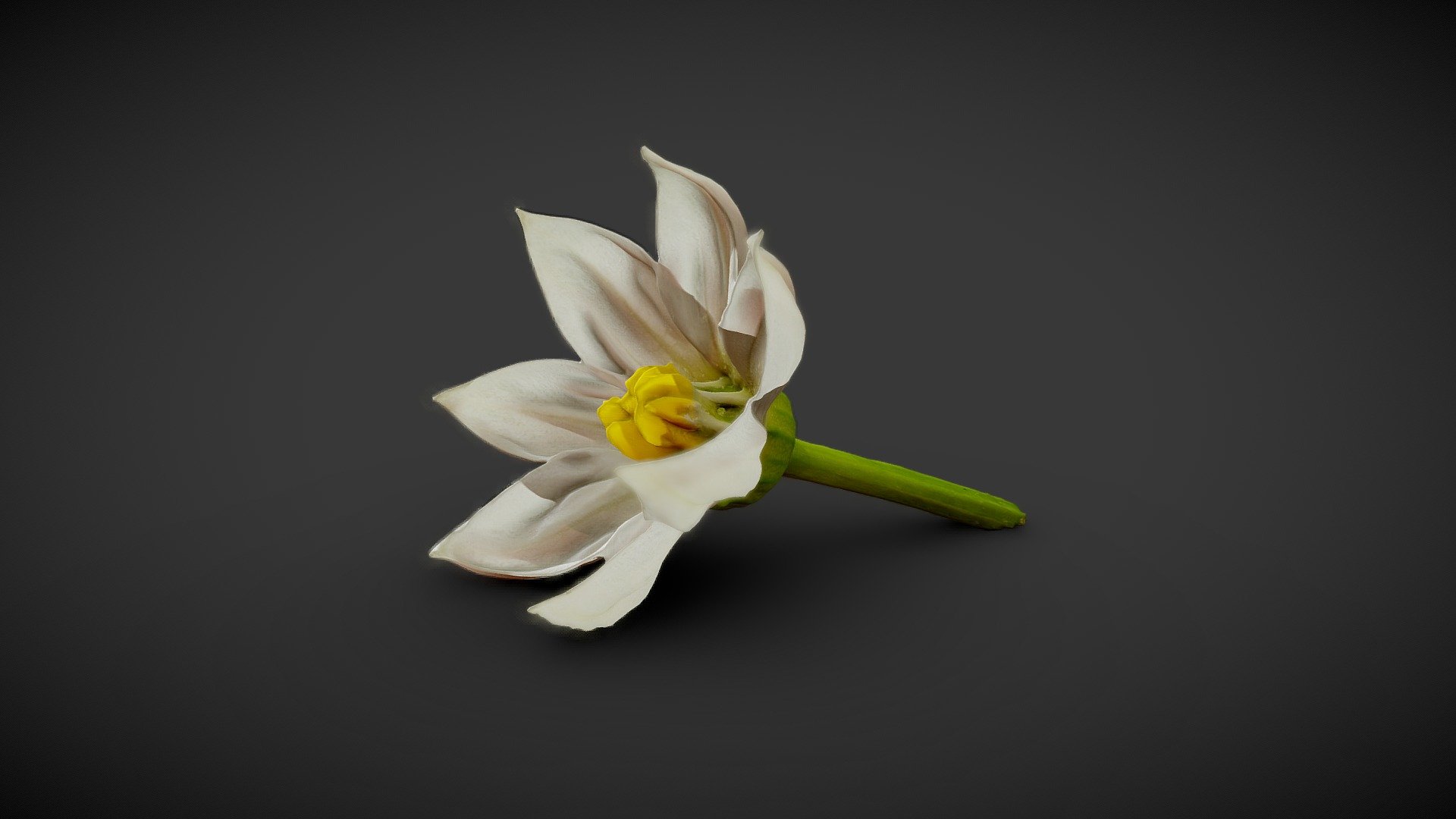 Bell pepper flower 3d model