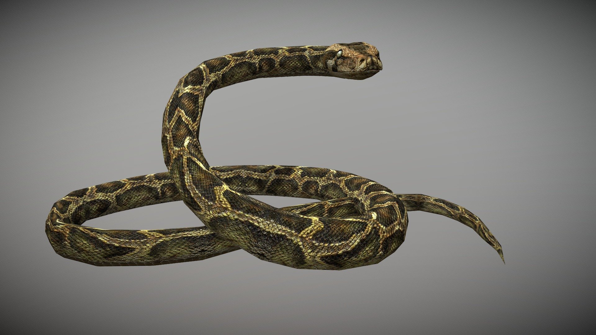 Anaconda Animated 3d model