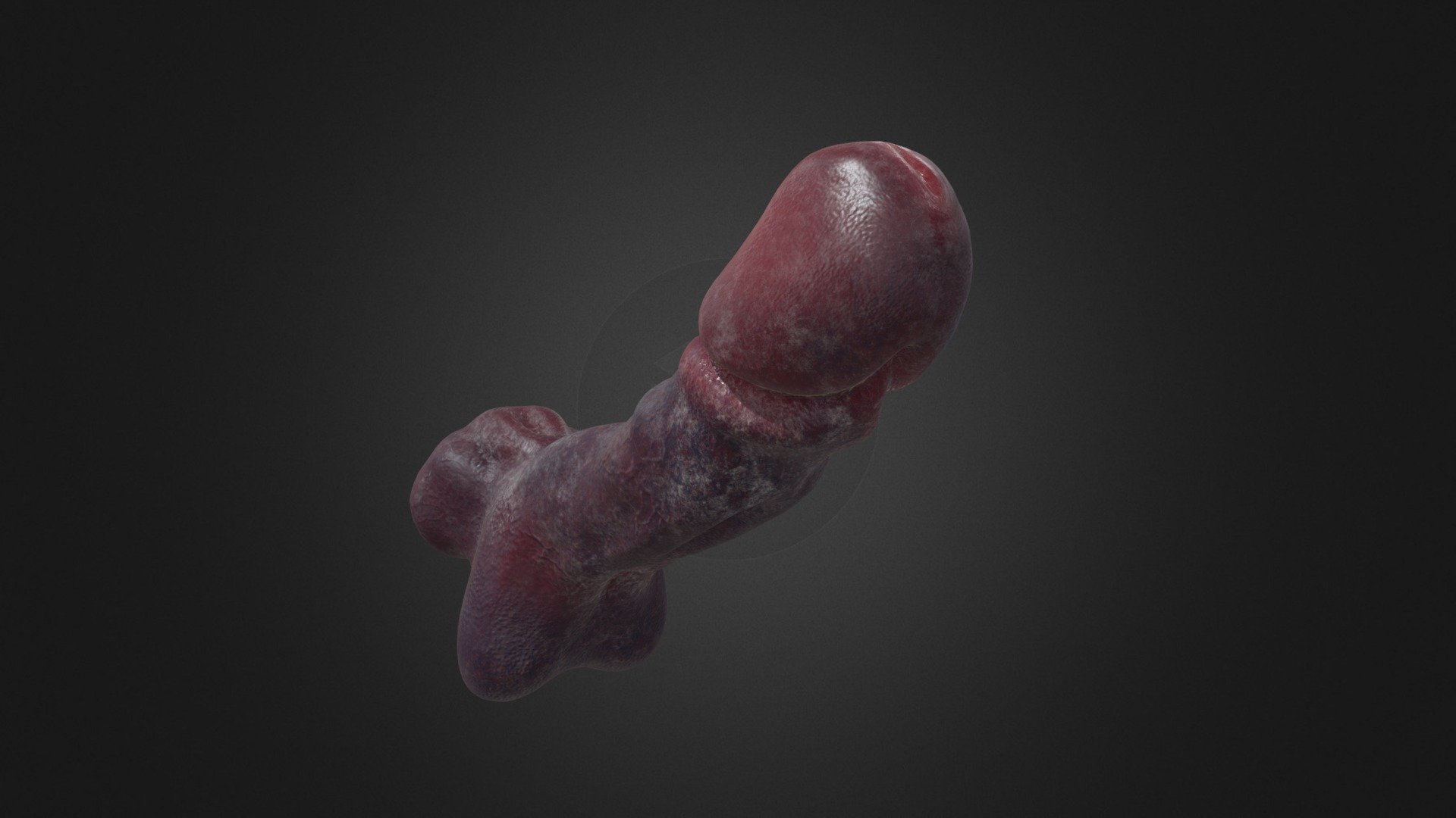 Penis 3d model