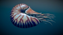 Nautilus belauensis