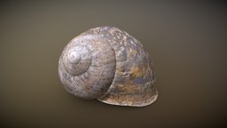 Snail shell