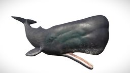 Sperm Whale